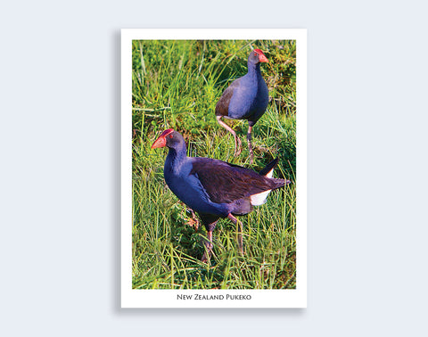 809 - Post Art Postcard - NZ Pukeko