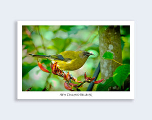811 - Post Art Postcard - NZ Bell Bird