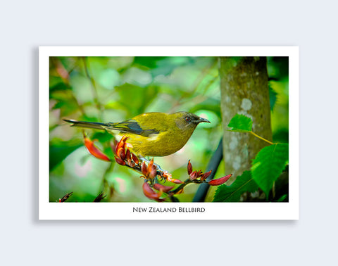 811 - Post Art Postcard - NZ Bell Bird