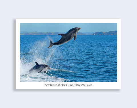812 - Post Art Postcard - NZ Bottlenose Dolphins