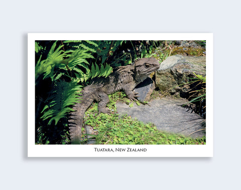 815 - Post Art Postcard - NZ Tuatara