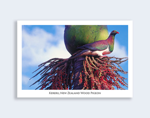 824 - Post Art Postcard - Wood Pigeon & Nikau Berries