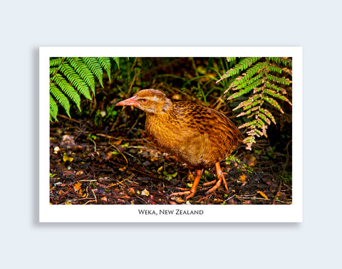 847 - Post Art Postcard - Weka