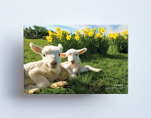 MTS1040 - Sisson Magnet - Lambs & Daffodils