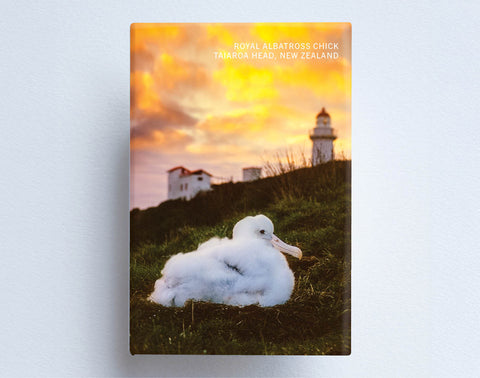 MTS1042 - Sisson Magnet - Northern Royal Albatross