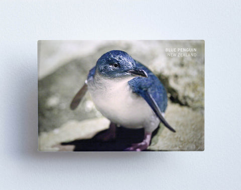 MTS1043 - Sisson Magnet - Blue Penguin on rock