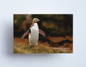 MTS1045 - Sisson Magnet - Yellow Eyed Penguin