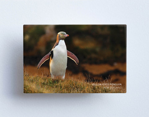 MTS1045 - Sisson Magnet - Yellow Eyed Penguin