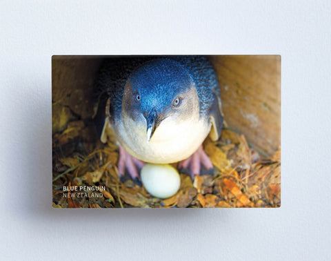 MTS1047 - Sisson Magnet - Blue Penguin On Egg