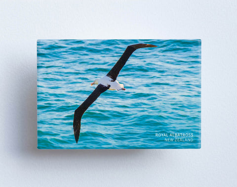 MTS1049 - Sisson Magnet - Albatross Flying