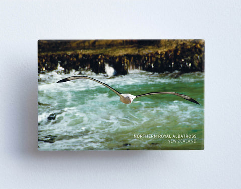 MTS1053 - Sisson Magnet - Albatross Flying