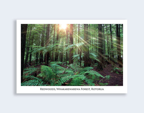 N56 - Post Art Postcard - The Redwoods