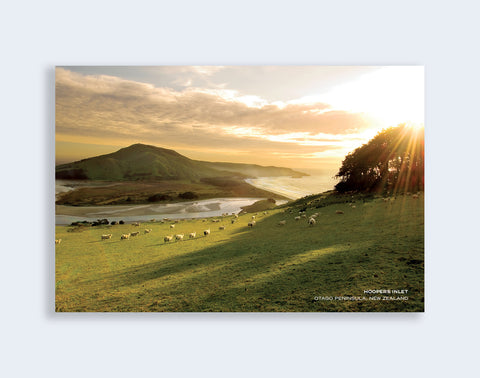PCL 1010 - Sisson Postcard - Sheep Hoopers Inlet