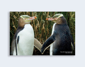 PCL 1027 - Sisson Postcard - 2 Yellow Eyed Penguins 'Hoiho'
