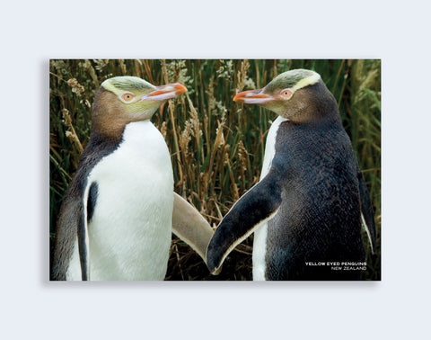 PCL 1027 - Sisson Postcard - 2 Yellow Eyed Penguins 'Hoiho'