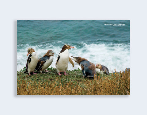 PCL 1029 - Sisson Postcard - Yellow Eyed Penguins