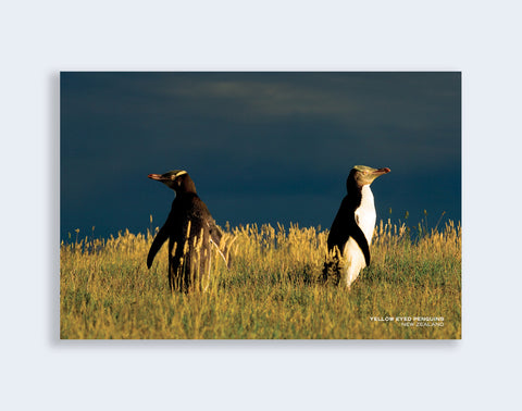PCL 1030 - Sisson Postcard - 2 penguins on hill