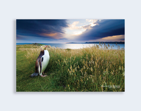PCL 1031 - Sisson Postcard - Yellow Eyed Penguin