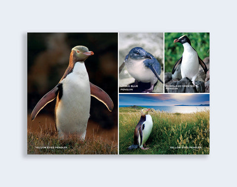 PCL 1035 - Sisson Postcard - Penguins Medley