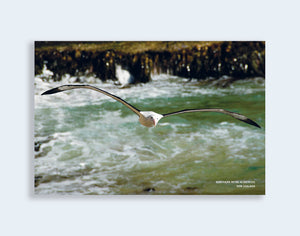 PCL 1041 - Sisson Postcard - Albatross Flying, Front