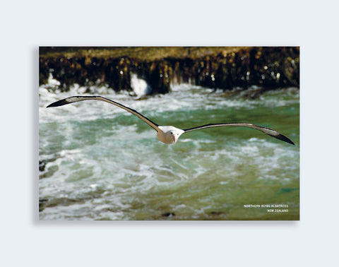 PCL 1041 - Sisson Postcard - Albatross Flying, Front