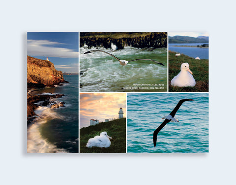 PCL 1042 - Sisson Postcard - Albatross Medley