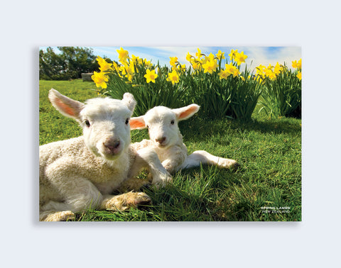 PCL 1044 - Sisson Postcard - Lambs & Daffodils