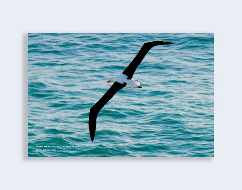 PCL 1049 - Sisson Postcard - Albatross Flying