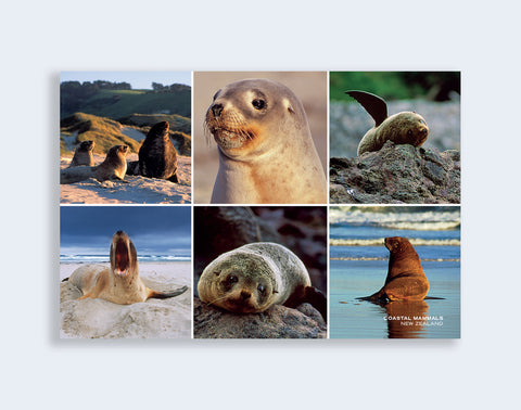 PCL 1050 - Sisson Postcard - Coastal Mammals Medley