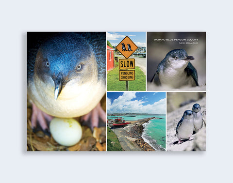 PCL 1097 - Sisson Postcard - Oamaru Blue Penguin Colony