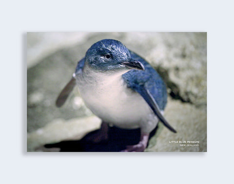 PCL 1098 - Sisson Postcard - Blue Penguin