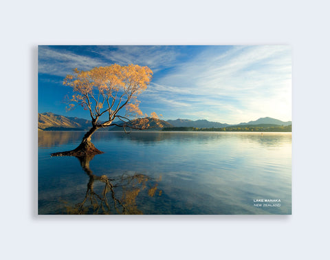 PCL 1115 - Sisson Postcard - Wanaka Willow