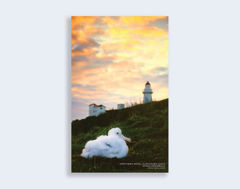 PCL 1033 - Sisson Postcard - Albatross Chick & Lighthouse