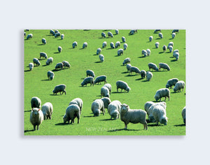PCL 1043 - Sisson Postcard - Sheep on Green Grass