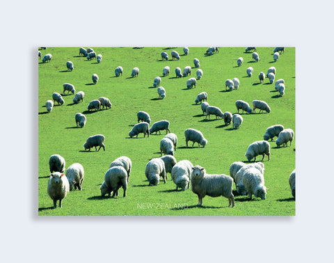 PCL 1043 - Sisson Postcard - Sheep on Green Grass