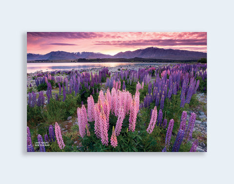PCL 1093 - Sisson Postcard - Lake Tekapo Lupins