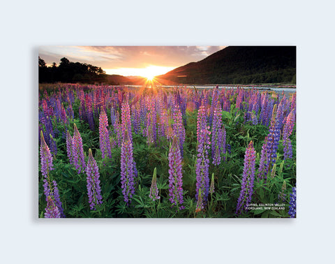 PCL 1096 - Sisson Postcard - Lupins Eglinton Valley