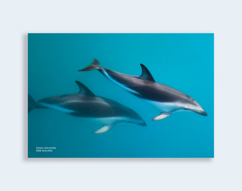 PCL 1106 - Sisson Postcard - Dolphin Pair