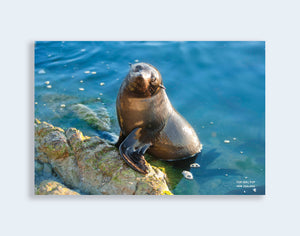 PCL 1107 - Sisson Postcard - Seal Pup