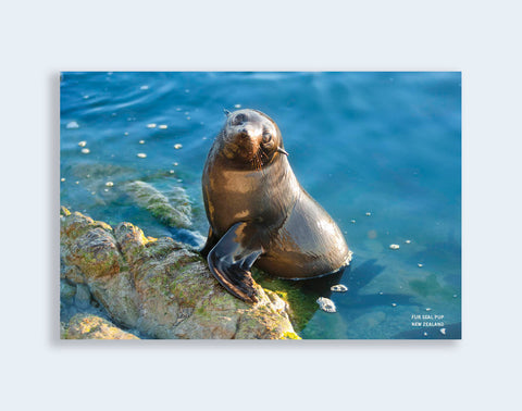 PCL 1107 - Sisson Postcard - Seal Pup