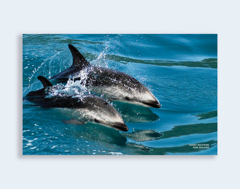 PCL 1111 - Sisson Postcard - Dolphins Surfing