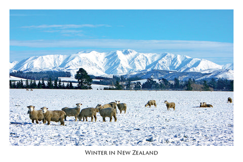 203 - Post Art Postcard - Canterbury Sheep in Snow