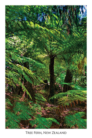 30 - Post Art Postcard - Tree Fern