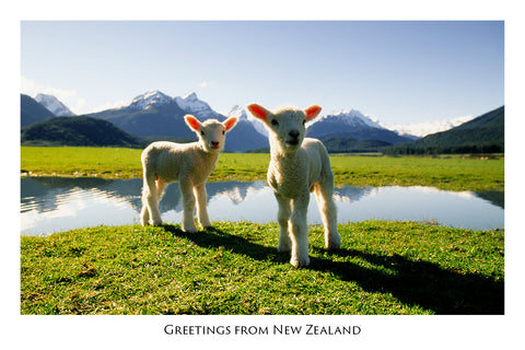 502 - Post Art Postcard - Postcard - Cute Lambs