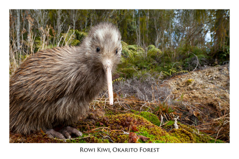 503 - Post Art Postcard - Postcard - Rowi Kiwi