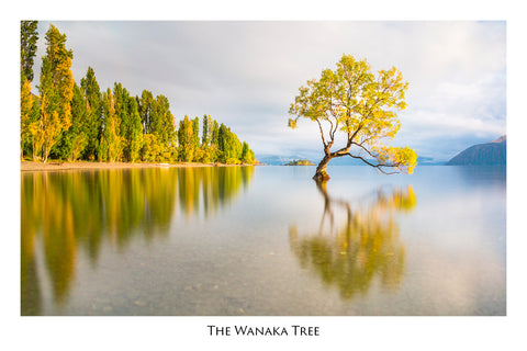 518 - Post Art Postcard - The Wanaka Tree