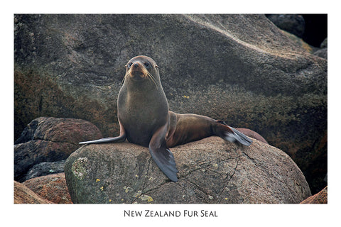 540 - Post Art Postcard - NZ Fur Seal
