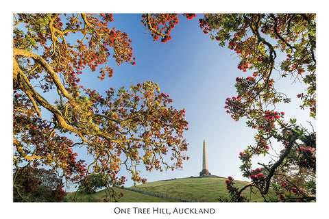 549 - Post Art Postcard - One Tree Hill, Auckland