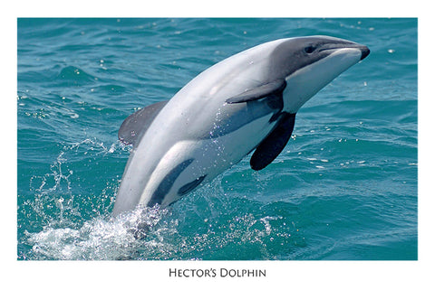556 - Post Art Postcard - Hectors Dolphin