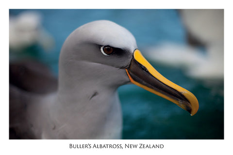 574 - Post Art Postcard - Buller's Albatross